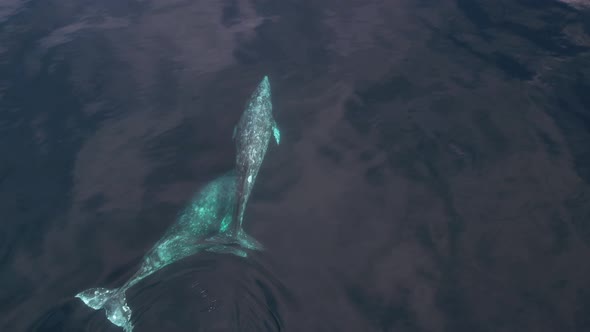 Amazing clarity of two Gray Whales migrating near Dana Point, California