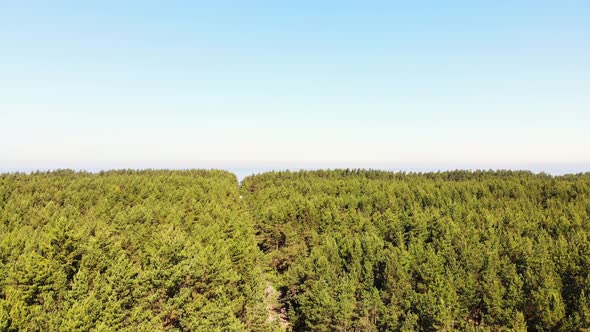 Pine Forest With Calm Sea Horizon Panorama In Lithuania