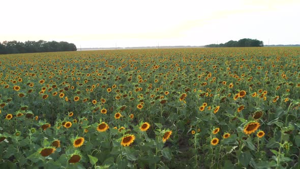 Sunflower Sunset 8