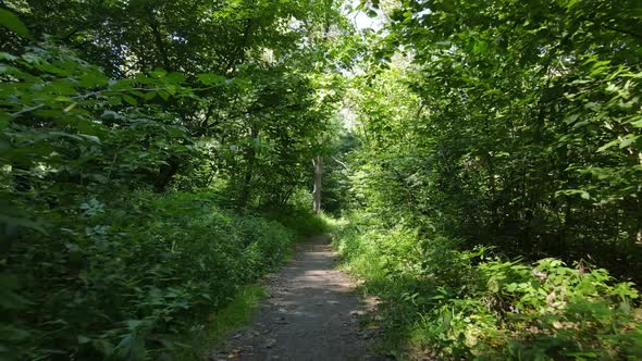 Natural Landscape in the Forest During the Day