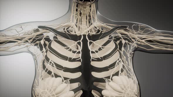 Transparent Human Body with Visible Bones