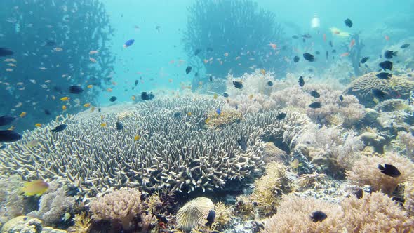 Coral Reef and Tropical Fish Underwater. Leyte, Philippines