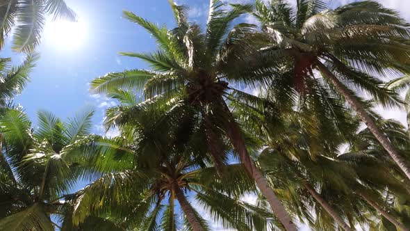 Palm Trees and Bright Sun In Blue Sky In Kaimana Island, Raja Ampat. 