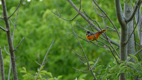 Orange bird with a black head and wings takes off from a bare branch in the forest.