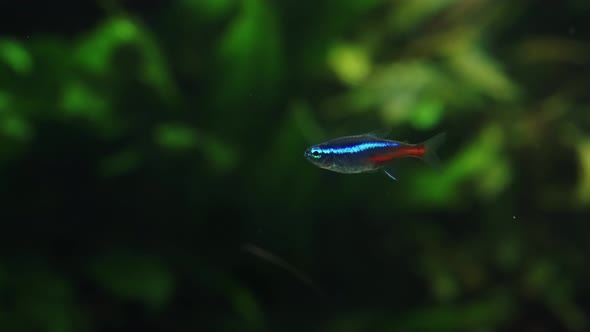 Tiny Cardinal Tetra Fish Swimming in Clean Water