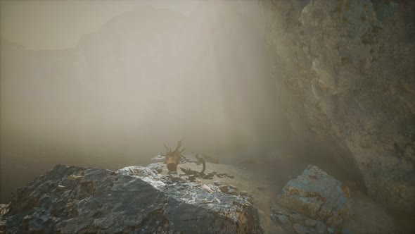 Rocky Cliff with Sand Beach in Deep Fog