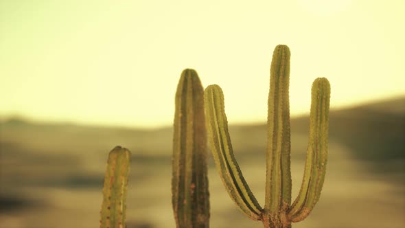 Saguaro Cactus on the Sonoran Desert in Arizona