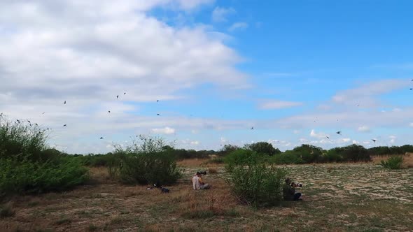 The Southern Carmine Bee-eater colony during the summer month of October along the Zambezi river nea