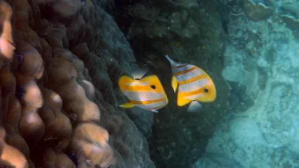 Pair of Copperband Butterflyfish or Chelmon Rostratus Fish with Long Nose in Sea