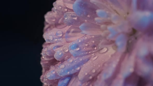 Beautiful Colorful Flower Covered with Dew