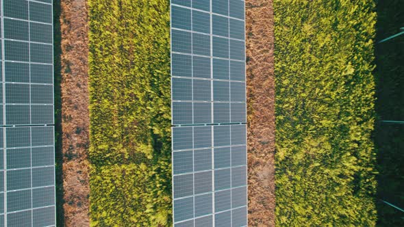 Aerial View of Solar Farm on the Green Field at Sunset Time Solar Panels in Row