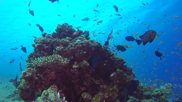 Colorful Reef Scene