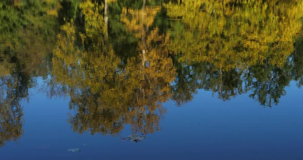 The pond Sainte Perine, Forest of Compiegne, Picardy, France.