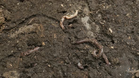 Lumbricus terrestris earth worm hides in the soil 4K footage