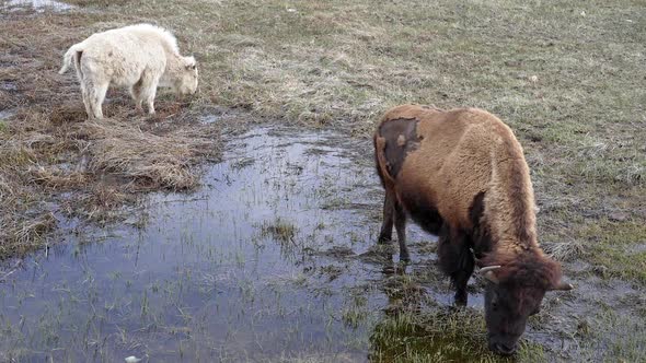 Brown and White Albino bison grazing in pond together