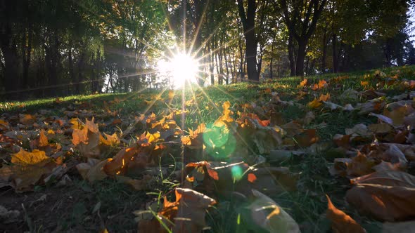 Sunrise in Autumn Park. Camera Moving Ahead the Ground Level Above Yellow Autumn Foliage and Cut