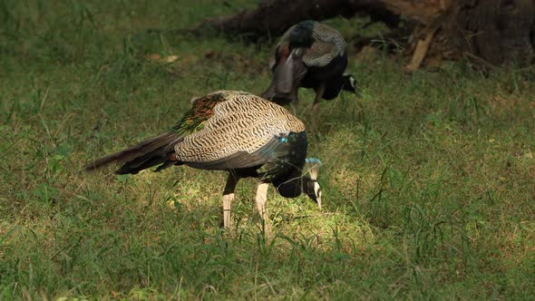 Peafowl Is a Common Name for Three Species of Birds in the Genera Pavo