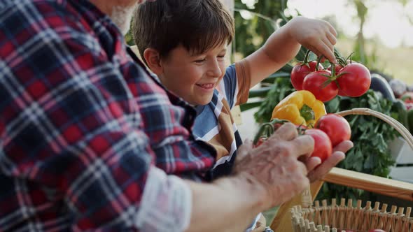 Handheld video of grandfather and grandson watching harvested vegetables. 