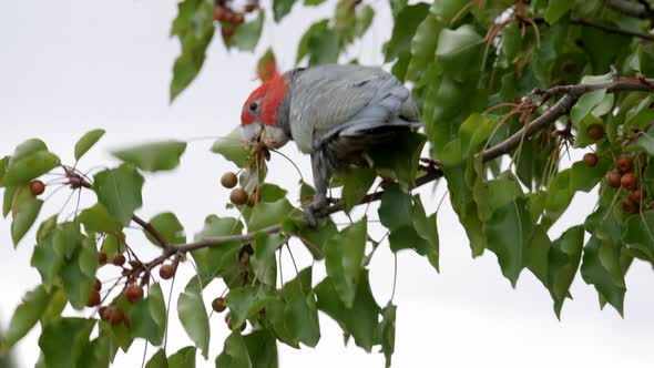 Gang Gang Cockatoo foraging food from a suburban street tree. The male bird efficiently gathers the