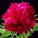 Time Lapse of Opening Beautiful Red Peony Flowers - VideoHive Item for Sale