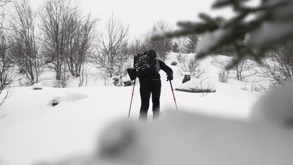 Man Ski Touring In Snow Covered Forest