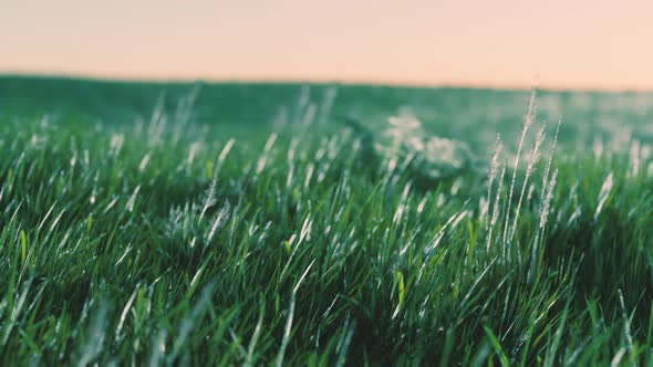 Soft Defocused Spring Background with a Lush Green Grass