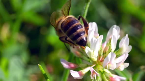 Honey bee Pollinating Flowers in Summer  - macro shot