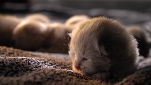 Breastfeeding Little Curious Kittens