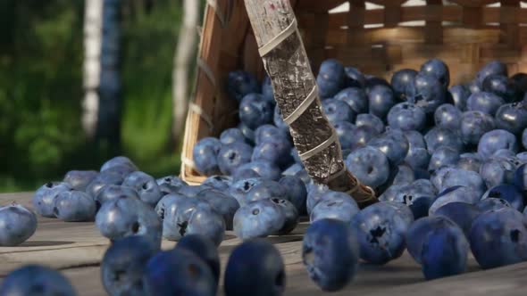 Blueberries Get Enough Sleep From a Basket