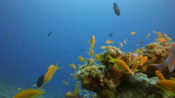 Underwater Beautiful Scene