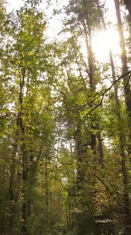 Vertical Video Forest with Trees in the Fall