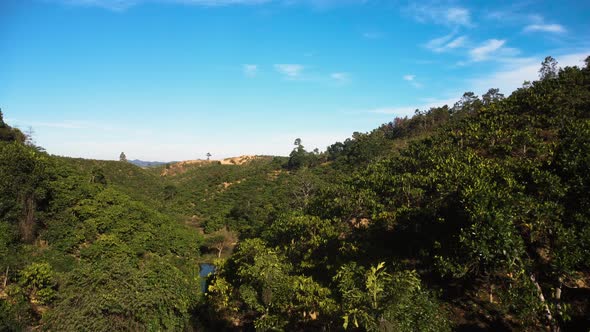 Coffee plantation in Southern Vietnam highlands. Natural green vibrant valley