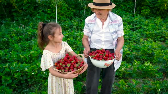 The Grandmother and Child Harvest Strawberries in the Garden