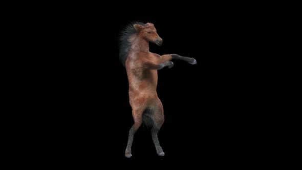 27 Horse Dancing 4K