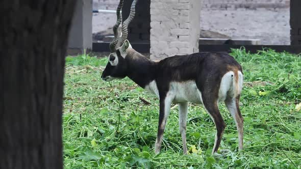 Slow motion shot of black buck in wild, beautiful wildlife animal in forest male blackbuck deer in P