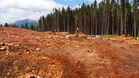 Large hydraulic collecting machine stacking logs onto wood pile, clearcutting impact