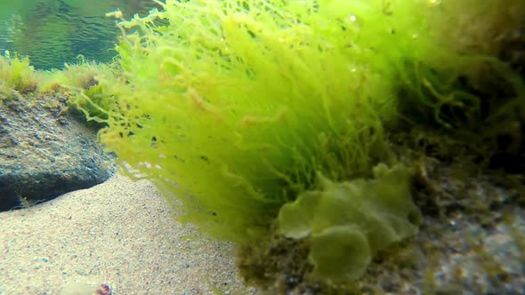 UNDERWATER - SMALL LANDSCAPE ON A TIDE POOL