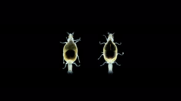 Parasitic Isopod Larva Praniza Under a Microscope of Gnathiidae Family Attaches Itself to Fish and