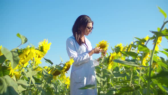 Woman Agronomist Examining Plant in Sunflower Field