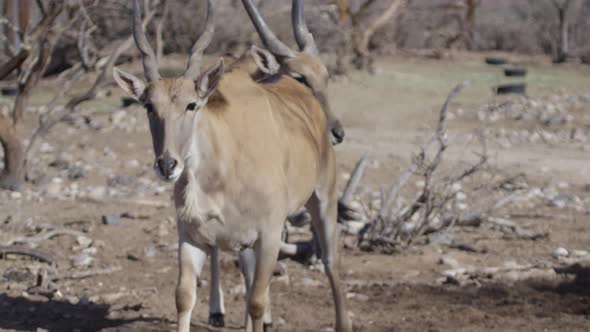 african elan animal african herd in safari