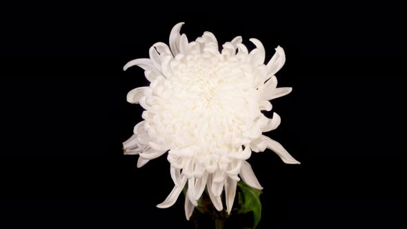 Beautiful White Chrysanthemum Flower Opening and Wilt