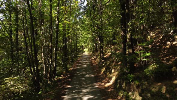 Chestnut Tree Forest and Road