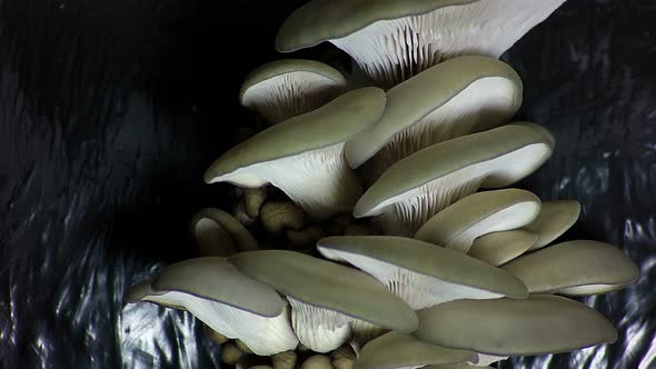 Oyster mushroom growing in the greenhouse. Time lapse footage.