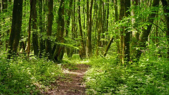 Moving Over Path Through Sunny Woodland