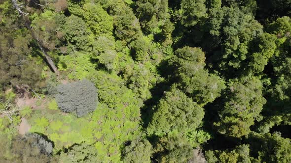 Aerial birds eye view shot of the forest floor in the strzelecki ranges Australia.