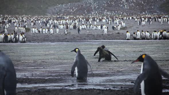 King Penguin Colony on South Georgia