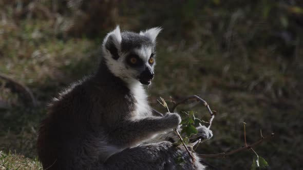 Lemur snacking on twigs in the sunshine