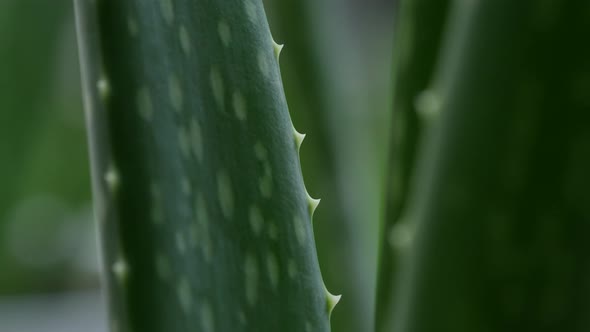 Aloe Vera Plant 09