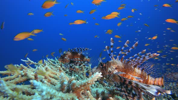 Reef Coral Tropical Garden Lion Fish