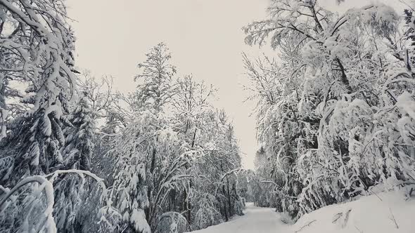 Driving in a Snowy Forest During the Beautiful Nordic Winter